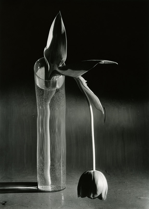La Tulipe mélancolique, New York, 1939