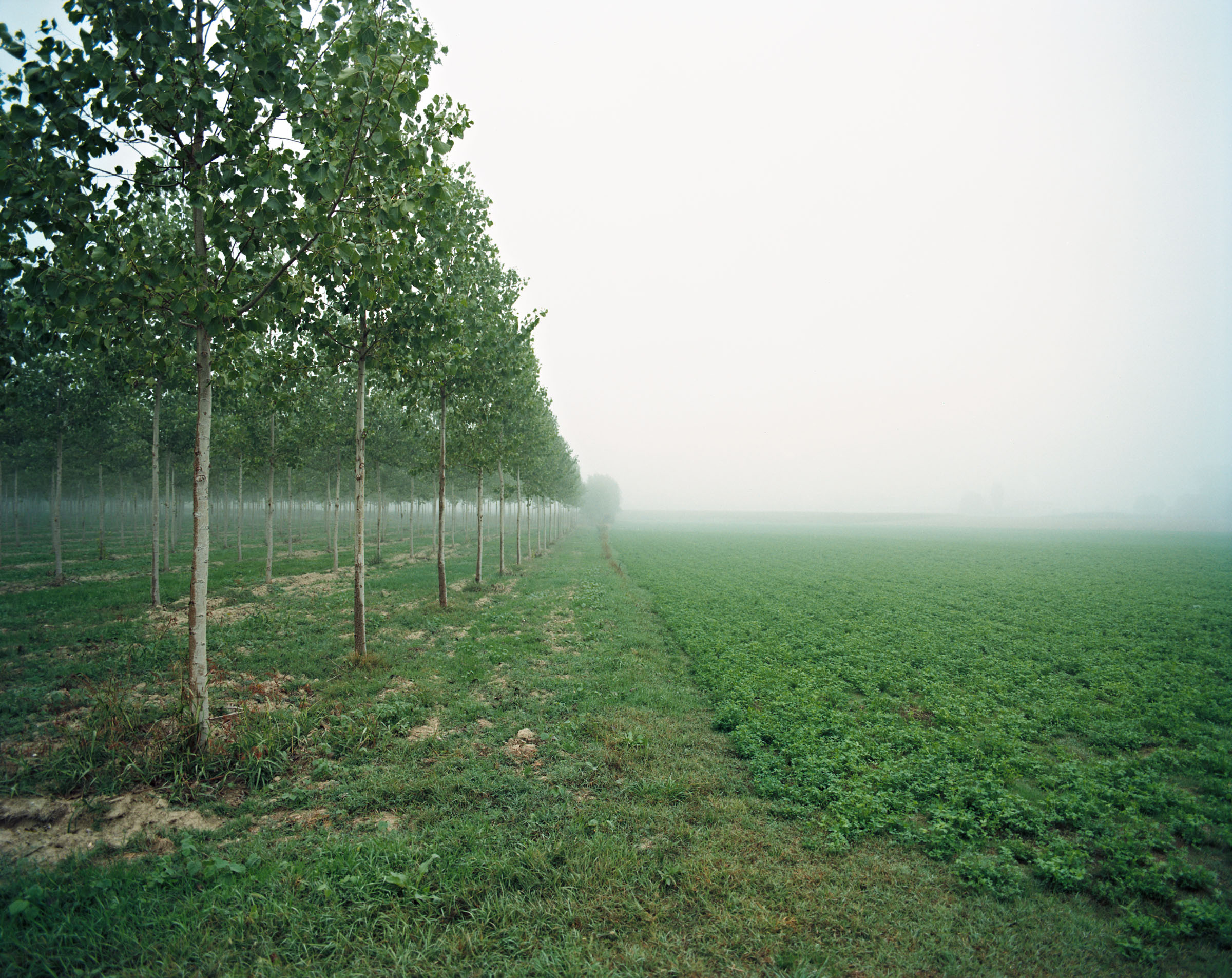 mondo piccolo alberi