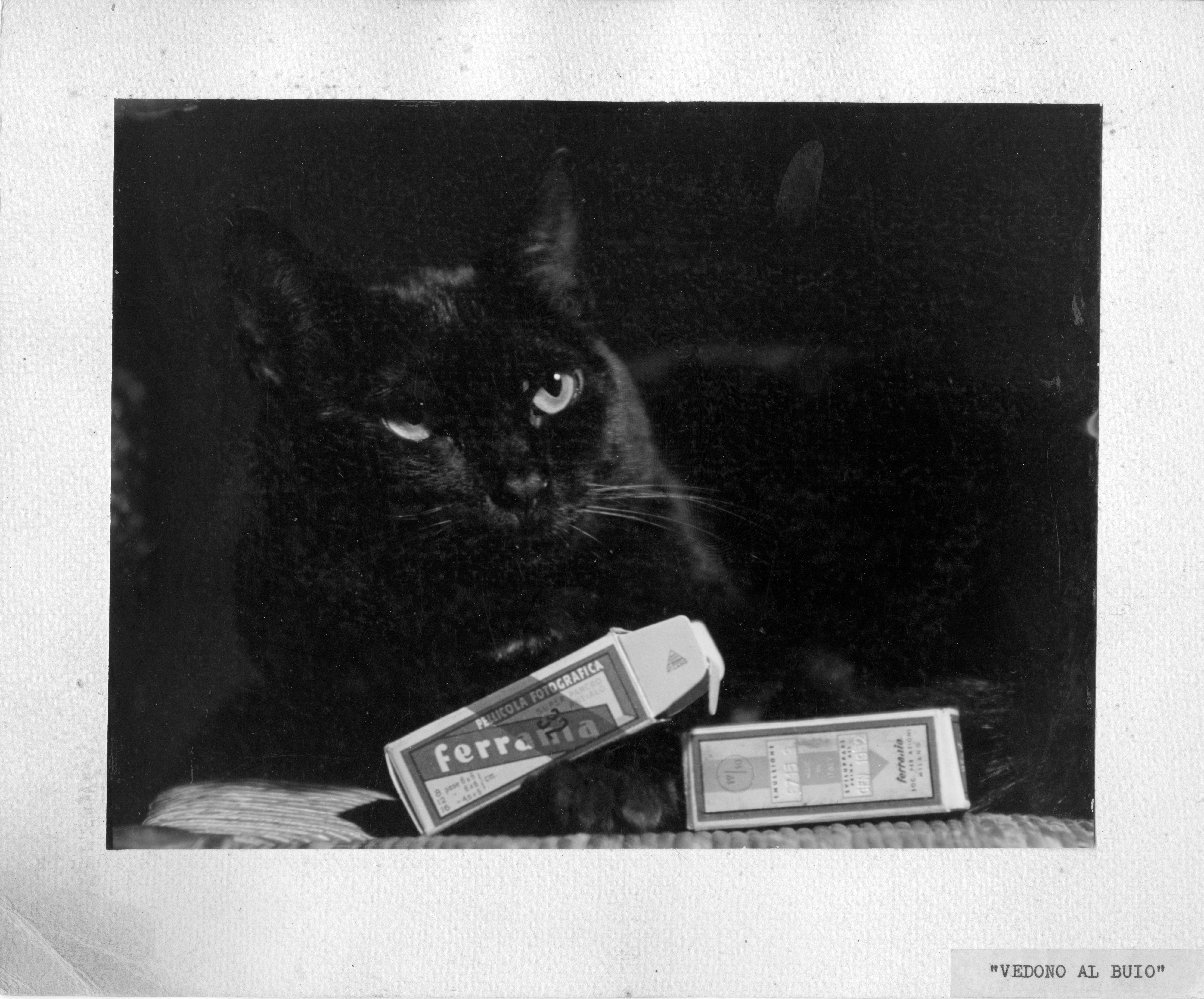76-GATTO-copia