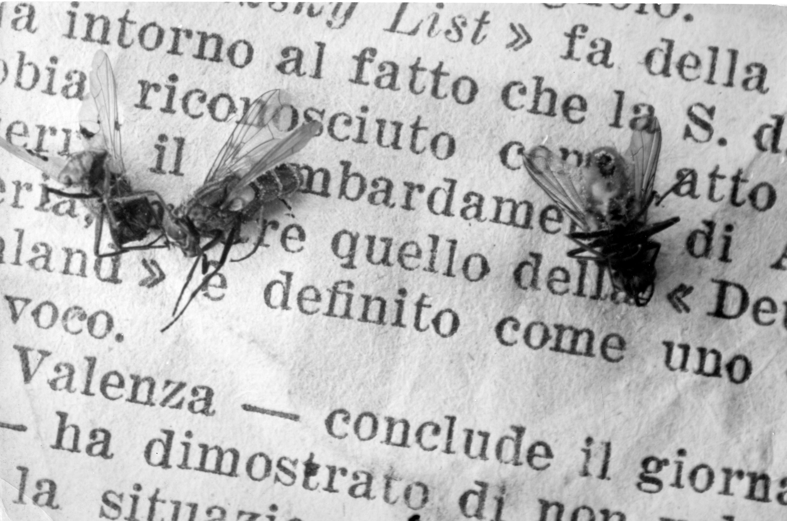 Emanuele-Cavalli-Mosche-su-carta-stampata-anni-cinquanta-95-x-142-